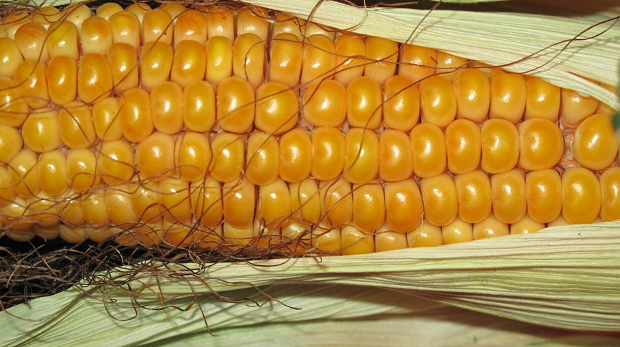 Kukurydza – dieta bezglutenowa
